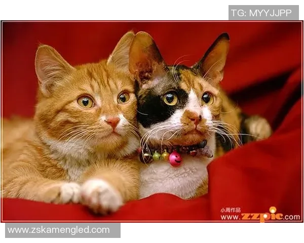 足球明星与他们的猫咪们的可爱生活大盘点 足球明星与他们的猫咪们的可爱生活大盘点